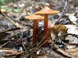 Phaeocollybia christinae image