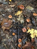Phaeocollybia christinae image