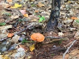 Phaeocollybia christinae image