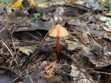 Phaeocollybia christinae image
