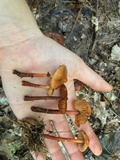 Phaeocollybia christinae image