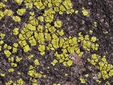Acarospora chrysops image