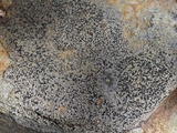 Carbonea latypizodes image