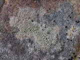 Diploschistes scruposus image