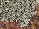 Xanthoparmelia subramigera image