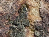 Micarea peliocarpa image