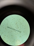 Suillus luteus image