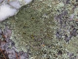 Xanthoparmelia conspersa image