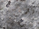 Diploschistes actinostomus image