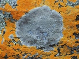 Diploschistes actinostomus image