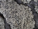 Rhizocarpon grande image