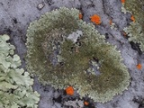 Xanthoparmelia pseudocongensis image