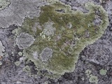 Xanthoparmelia pseudocongensis image