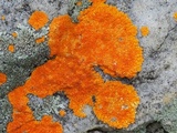 Caloplaca cinnabarina image