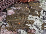 Dimelaena tenuis image