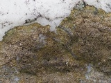 Dimelaena tenuis image