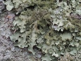 Parmotrema ultralucens image