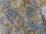 Carbonea latypizodes image