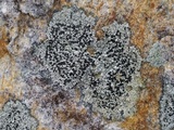 Carbonea latypizodes image