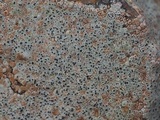 Lecanora oreinoides image