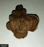 Ganoderma australe image