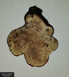 Ganoderma australe image