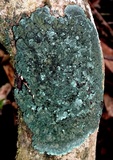 Coccocarpia pellita image