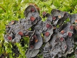 Leptogium corticola image