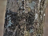 Leptogium corticola image