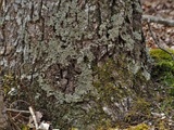 Lobaria ravenelii image