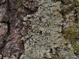 Lobaria ravenelii image