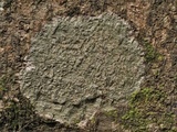 Image of Fissurina insidiosa