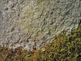 Porpidia albocaerulescens var. albocaerulescens image