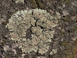 Phaeophyscia adiastola image