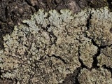 Phaeophyscia adiastola image