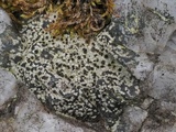Rinodina oxydata image