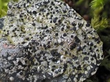 Rinodina oxydata image