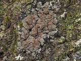 Fuscopannaria leucosticta image