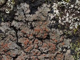 Fuscopannaria leucosticta image