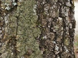 Bacidia schweinitzii image