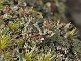 Cladonia grayi image