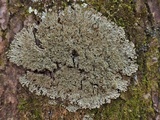 Anaptychia palmulata image