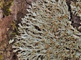 Anaptychia palmulata image