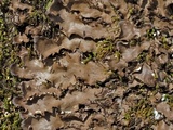 Peltigera phyllidiosa image
