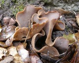 Otidea alutacea image