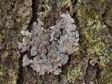 Pannaria tavaresii image