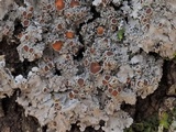Pannaria tavaresii image