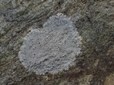 Pertusaria plittiana image