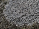 Pertusaria plittiana image