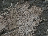 Rhizocarpon grande image